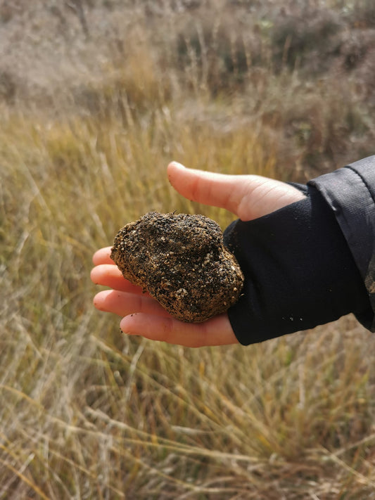 The history of black truffle