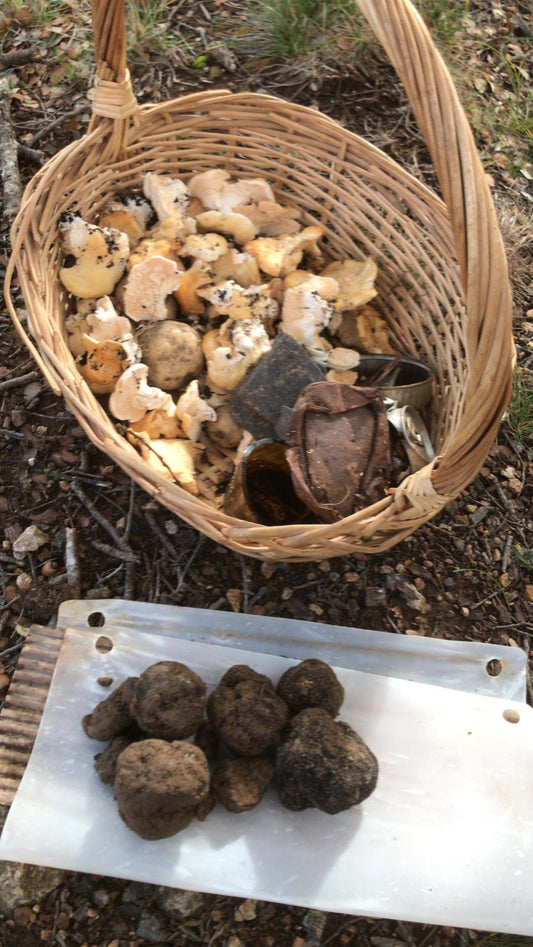 Fresh truffle montsec