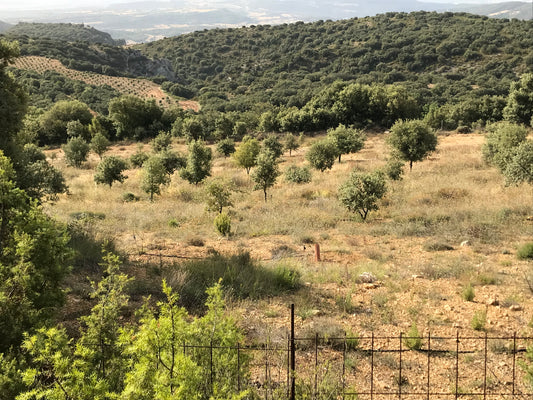 The cultivation of black truffle